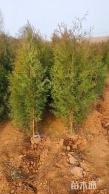 高度80厘米侧柏