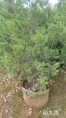 高度50厘米塔柏