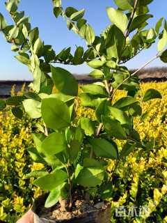 高度40厘米金森女贞