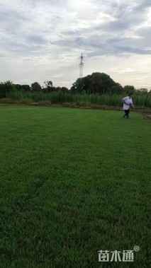 草卷状马尼拉草