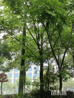 12.1公分柳树