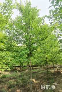 10公分美国红枫