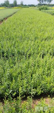 高度20厘米小叶女贞