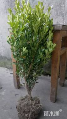 高度30厘米瓜子黄杨