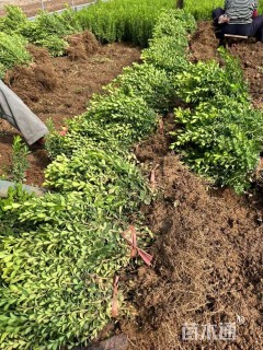 高度70厘米瓜子黄杨