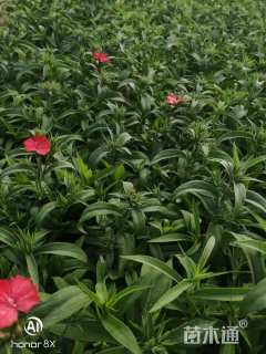 高度15厘米石竹