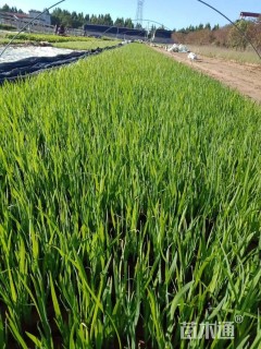 高度15厘米水生鸢尾