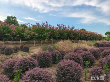 高度30厘米再力花