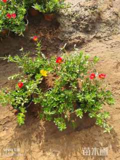 高度20厘米半枝莲