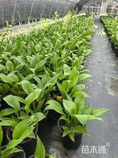 高度20厘米玉簪