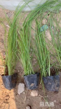 高度30厘米紫穗狼尾草