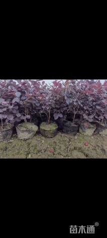 高度45厘米红花继木小苗