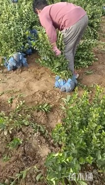 高度100厘米连翘