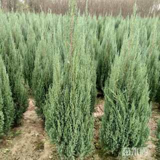 高度300厘米圆柏