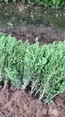 高度40厘米瓜子黄杨