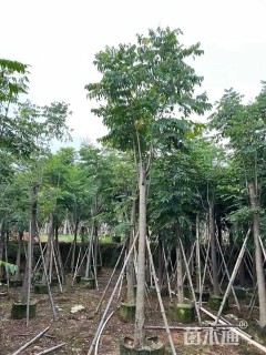 10公分黄山栾树