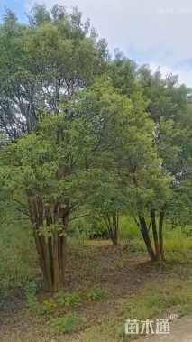 90公分(5杆)丛生香樟