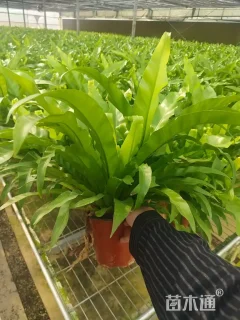 高度40厘米鸟巢蕨