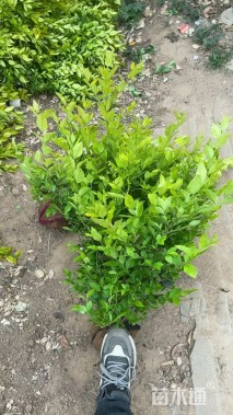 冠幅50厘米金叶女贞球