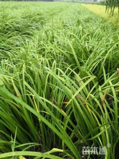 高度30厘米石菖蒲