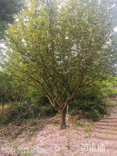 18公分日本晚樱