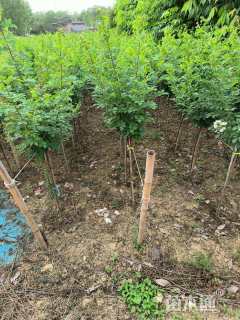 高度130厘米蔷薇