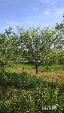 14公分大叶女贞