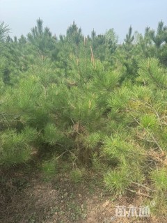 高度150厘米白皮松