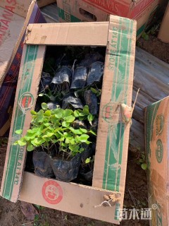 高度10厘米二月兰