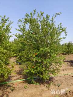 高度180厘米丛生花石榴