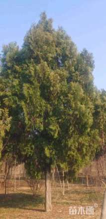 高度600厘米侧柏