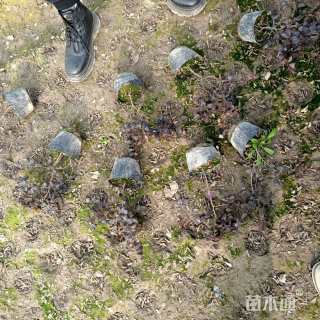 高度35厘米红花继木