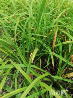 高度30厘米常绿萱草