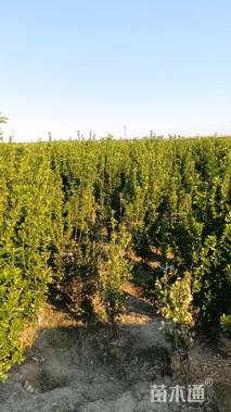 高度150厘米大叶黄杨柱