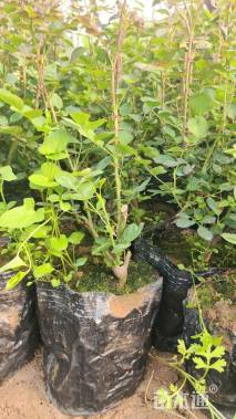 高度30厘米月季