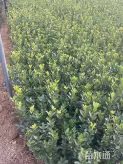 高度45厘米黄杨