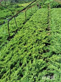 高度20厘米铺地柏