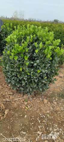 冠幅100厘米大叶黄杨球