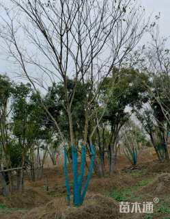 180公分丛生朴树