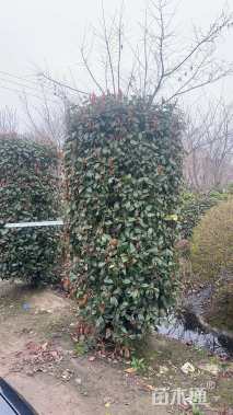 高度180厘米红叶石楠柱