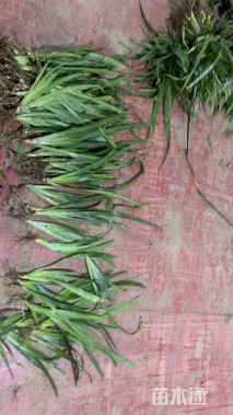 高度30厘米鸢尾