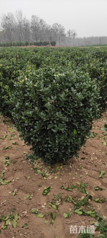 冠幅150厘米大叶黄杨球