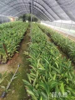 高度20厘米花叶良姜