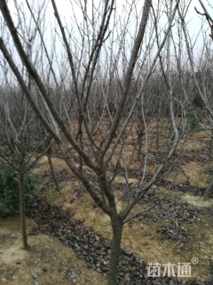 10公分东京樱花