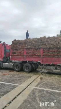 高度20厘米茶树