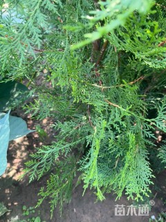 高度80厘米侧柏