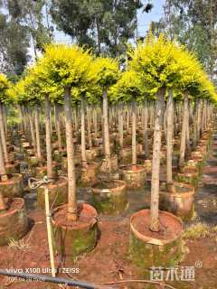 7公分造型亮晶女贞