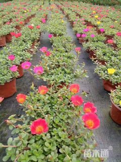 高度30厘米太阳花