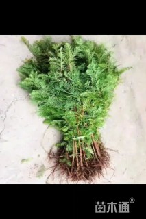 高度20厘米水杉小苗