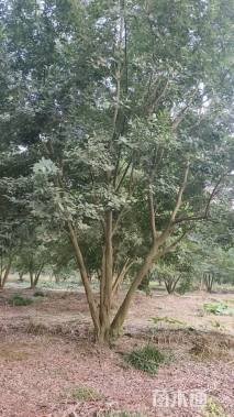 50公分(5杆)丛生朴树